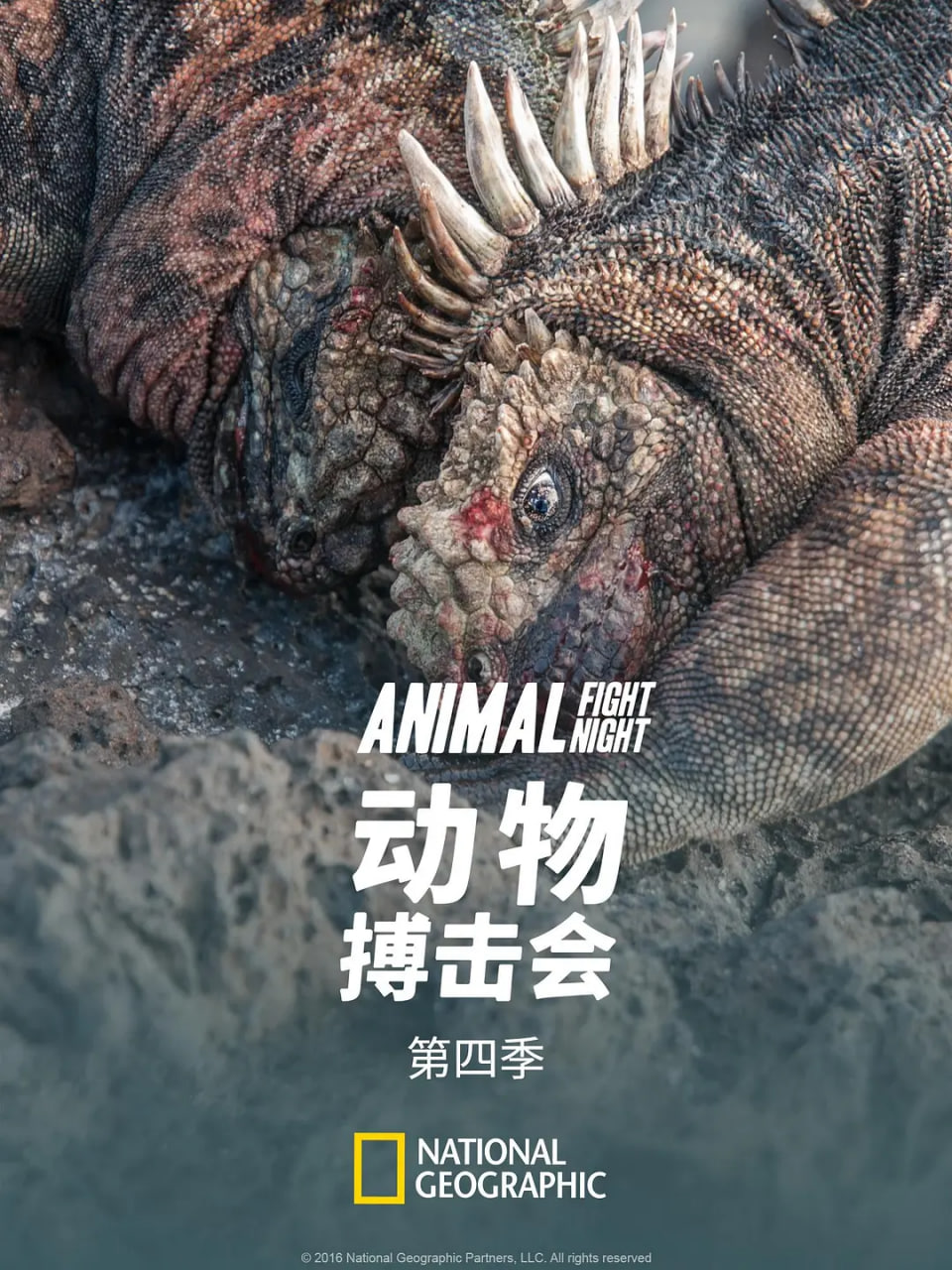 动物搏击会第四季封面图